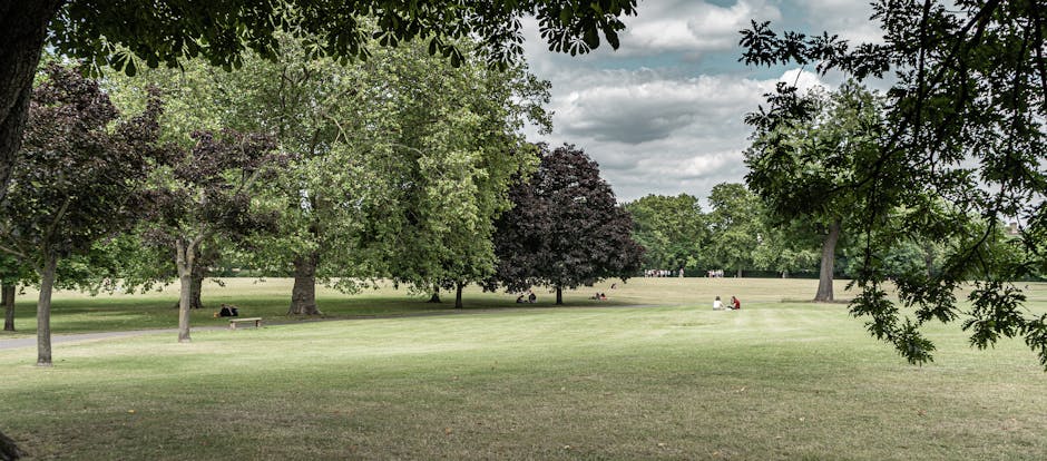 A wide open park area with a grassy field and several mature trees with green and dark purple foliage under a partly cloudy sky. In the foreground, branches and leaves from a tree frame the scene. In the background, a few people are visible sitting on benches and on the grass, suggesting a peaceful environment suitable for leisure activities and outdoor relaxation. The scene reflects a typical urban park setting, which could be part of a house relocation process involving furniture transport or packing and moving arrangements. The image is captured during daytime with natural lighting, and the overall atmosphere appears calm and well-maintained, consistent with a location where a professional removals service like Man with Van Harold Park might operate or assist in a home relocation in the Harold Park area.