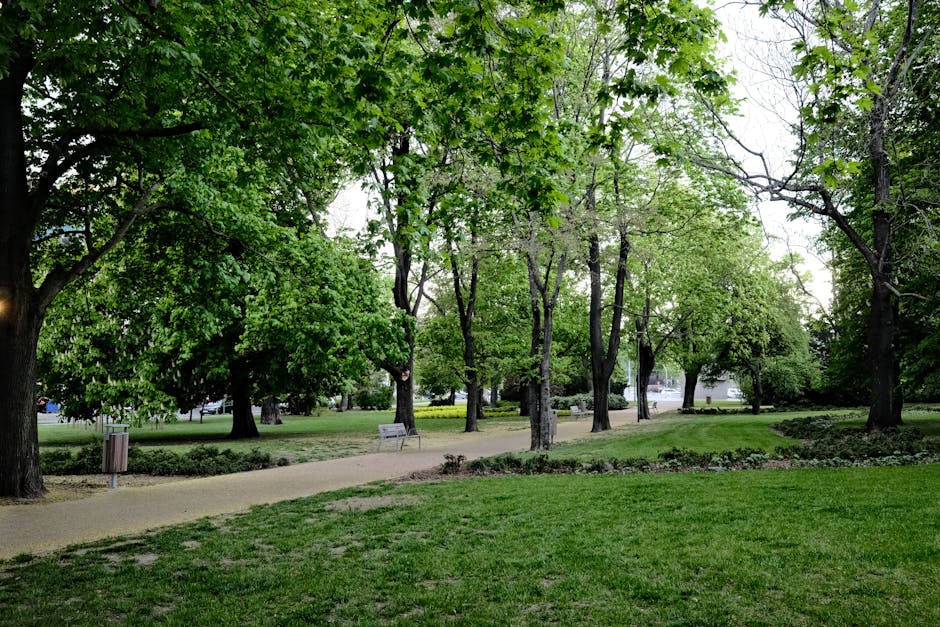 A peaceful park scene featuring a wide, paved walking path winding through a green space lined with tall deciduous trees that have lush, bright green foliage. Several park benches are positioned along the pathway, with one visible near the trees, offering seating for visitors. The grass in the foreground is well-maintained, with small patches of bare earth near the base of the trees. In the background, there is a blurred view of some distant structures and vehicles, indicating the park’s proximity to urban areas. The natural lighting suggests it is daytime, with diffused light coming through the canopy of leaves. This setting provides a calm environment suitable for outdoor activities, relaxation, or casual strolls, and is a typical location where property owners might consider moving or transporting belongings as part of a home relocation process. Man with Van Harold Park's removals service could assist with such transport logistics within this scenic area near Raphael Park.