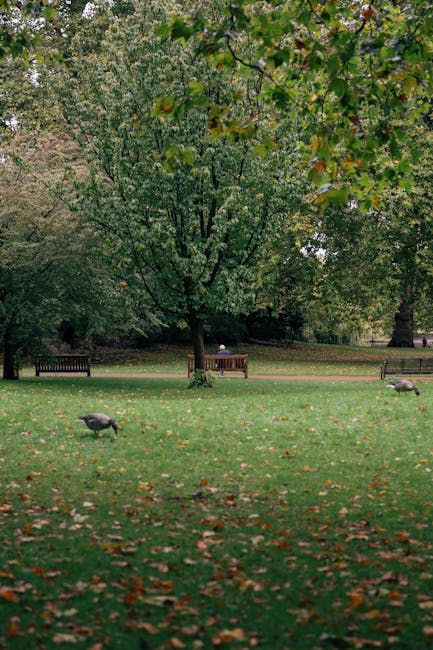 The image depicts a peaceful park scene during daytime with a large, leafy deciduous tree in the background, its branches extending outward and covered in green foliage. In the foreground, the grassy area is scattered with fallen autumn leaves, and two small birds are pecking at the ground. Behind the tree, there are two wooden benches, one of which is occupied by two people sitting side by side, possibly engaged in conversation or resting. To the right, a small animal, likely a dog, is seen walking across the grass. The park appears well-maintained with paved pathways visible in the midground, and the overall setting suggests a quiet, residential area suitable for leisure activities or relaxation. This scene exemplifies a typical outdoor environment where residents might prepare for activities such as home relocation or packing, and the image, on a website like manwithvanharoldpark.co.uk, could relate to moving logistics in Harold Park, Gidea Park.